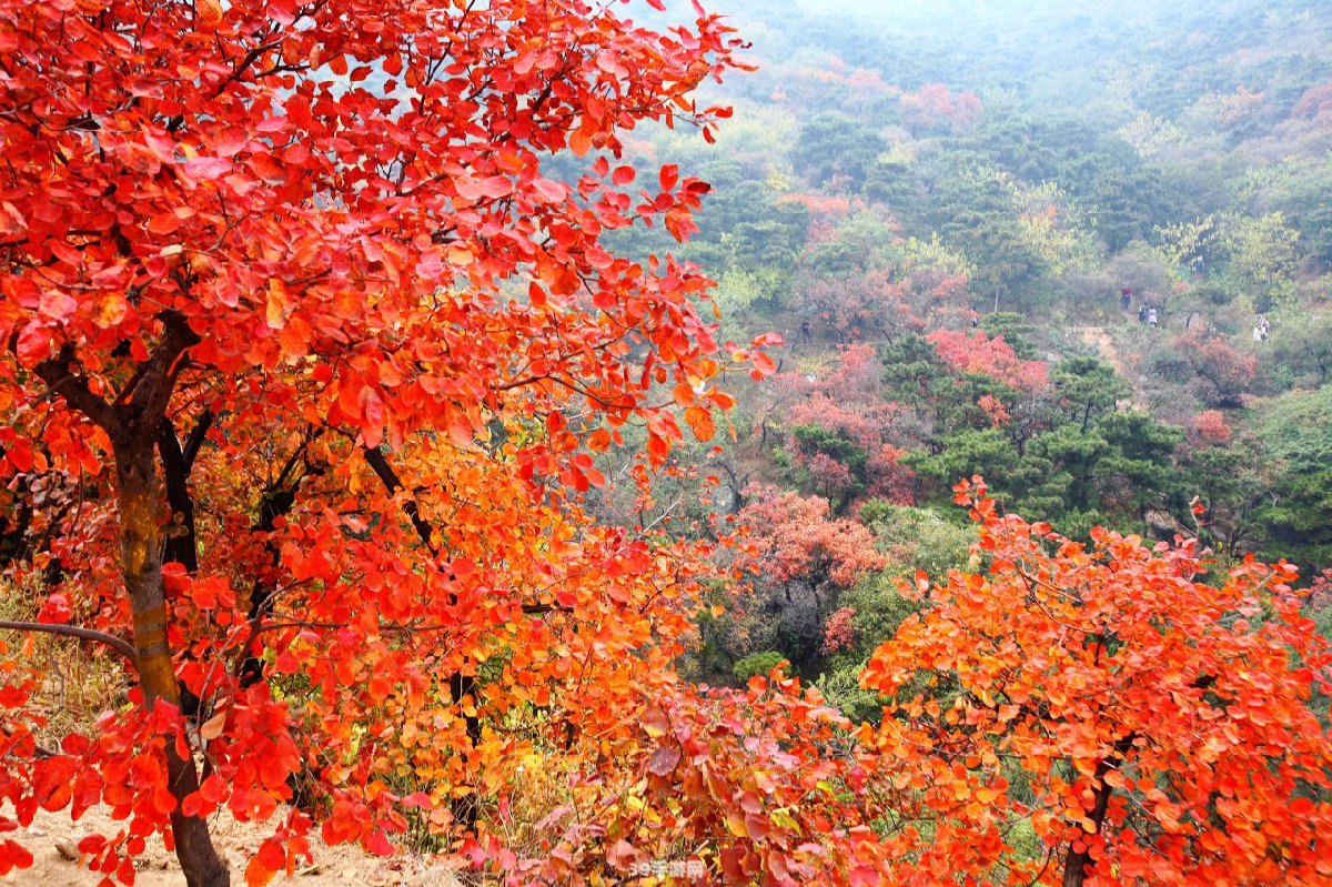 香山红叶最佳观赏时间是什么时间:香山红叶手游攻略：最佳观赏时间及玩法全解析