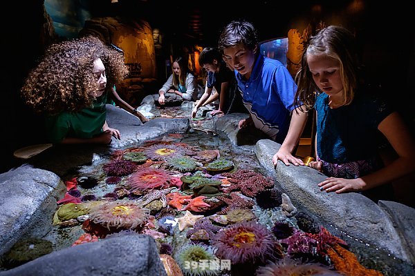 &lt;h1&gt;南美水族论坛揭秘：探索神秘水族世界，打造极致观赏体验&lt;/h1&gt;