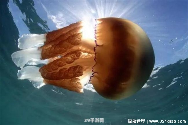 深海拍到47米长水母:深海巨影：揭秘47米长水母奇观