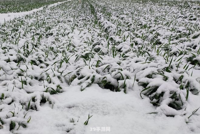 月光林地怎么去:探索神秘之地：月光林地详细指南