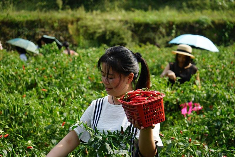 打不开qq农场:解决QQ农场无法打开问题，畅玩农场游戏