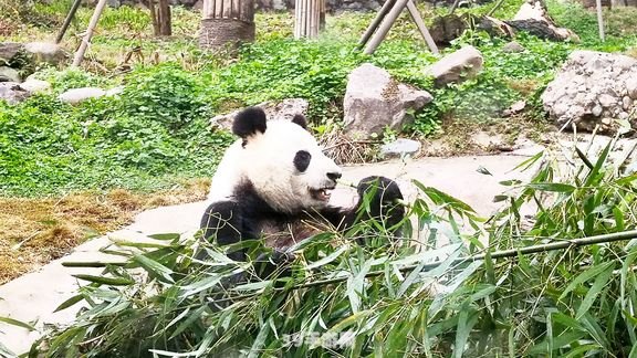 四川人上班偶遇熊猫:四川人上班路上的奇遇：与国宝熊猫的邂逅及手游熊猫乐园攻略