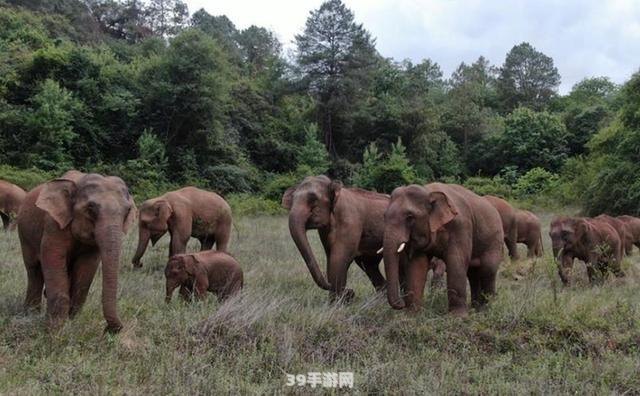 象群的首领是什么:探寻象群之首：手游中的象群首领攻略