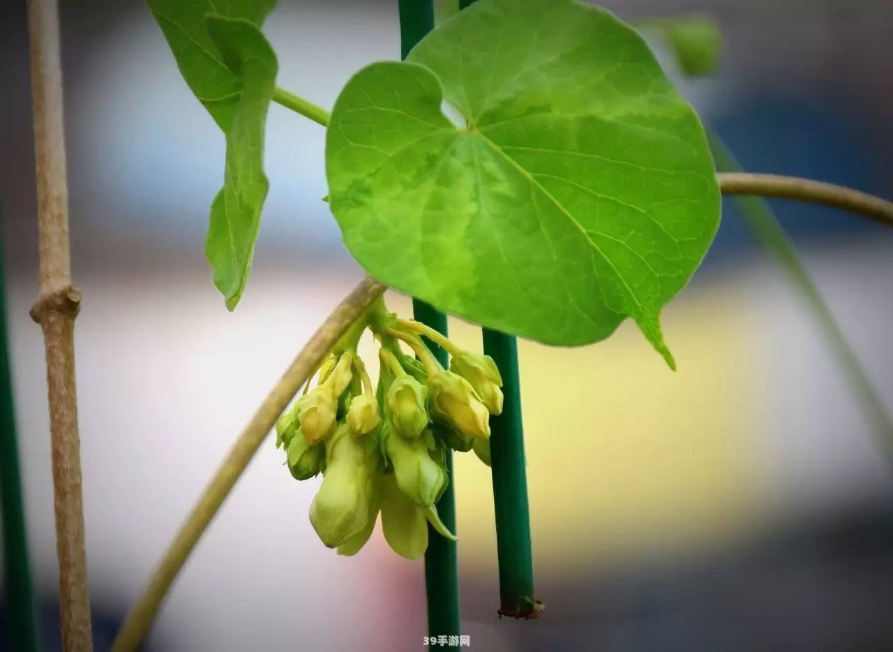 夜来香和含羞草哪个有毒:夜来香与含羞草：揭秘毒性之谜