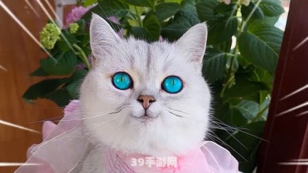 熊猫屁王中文版:熊猫屁王中文版手游攻略：成为屁王之路！