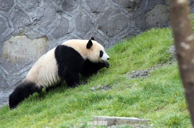 探秘大熊猫的生活习性，解锁熊猫乐园游戏攻略