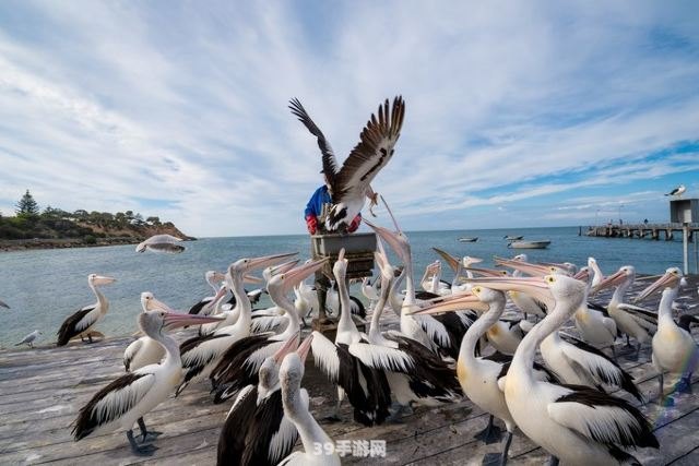 揭秘袋鼠族群：大多数袋鼠的隐藏特性与游戏攻略