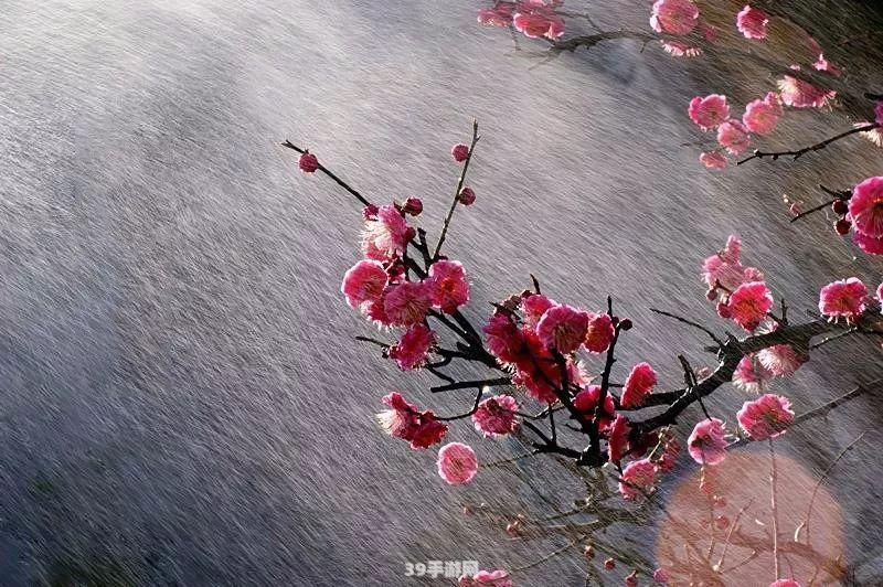 哪句诗是描写梅花的:&lt;h1&gt;探寻梅花之韵：诗词中的梅花风采&lt;/h1&gt;