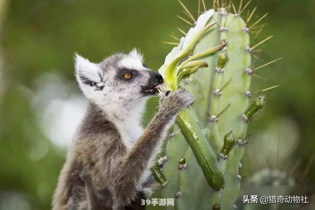 仙人掌克星揭秘：这种神奇动物竟能毫不扎嘴地享用