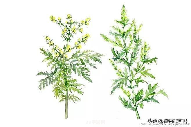 青蒿素是什么植物提取的:青蒿素之源与手游探秘：一场跨越科学与游戏的奇妙旅程