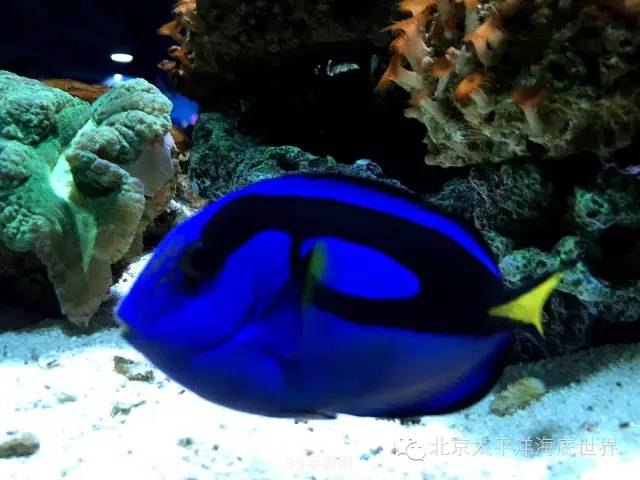 会夏眠的海洋生物:夏日海洋奇遇：探寻会夏眠的神奇生物