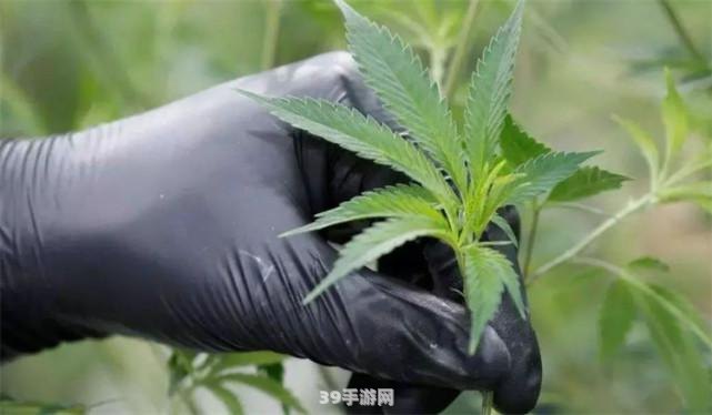 揭秘卡因原植物 探寻游戏中的神秘元素