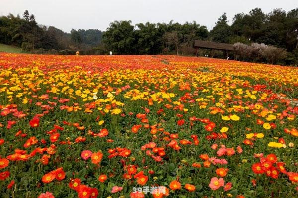 石象湖向日葵之旅——手游石象湖的秘密玩法及攻略详解