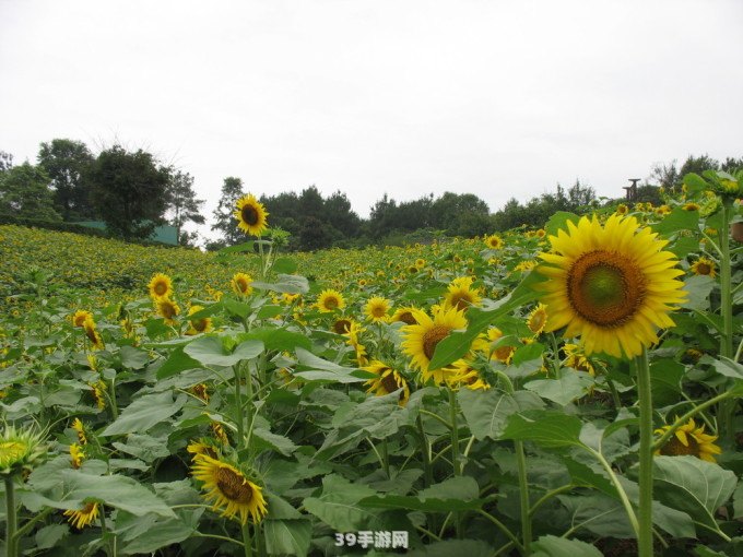 石象湖向日葵之旅——手游石象湖的秘密玩法及攻略详解