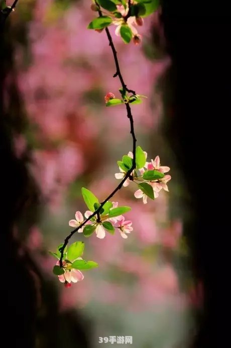 迈开腿让尝尝你的森林樱花:探索奇幻森林，品味樱花之美：手游森林樱花玩法全攻略