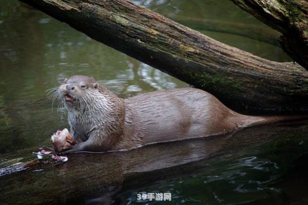 水獭是什么:探秘水獭世界：了解水獭的特性与魅力