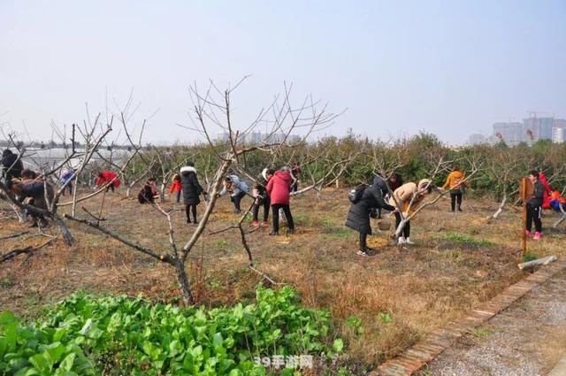 农事活动手游攻略：体验真实的田园生活